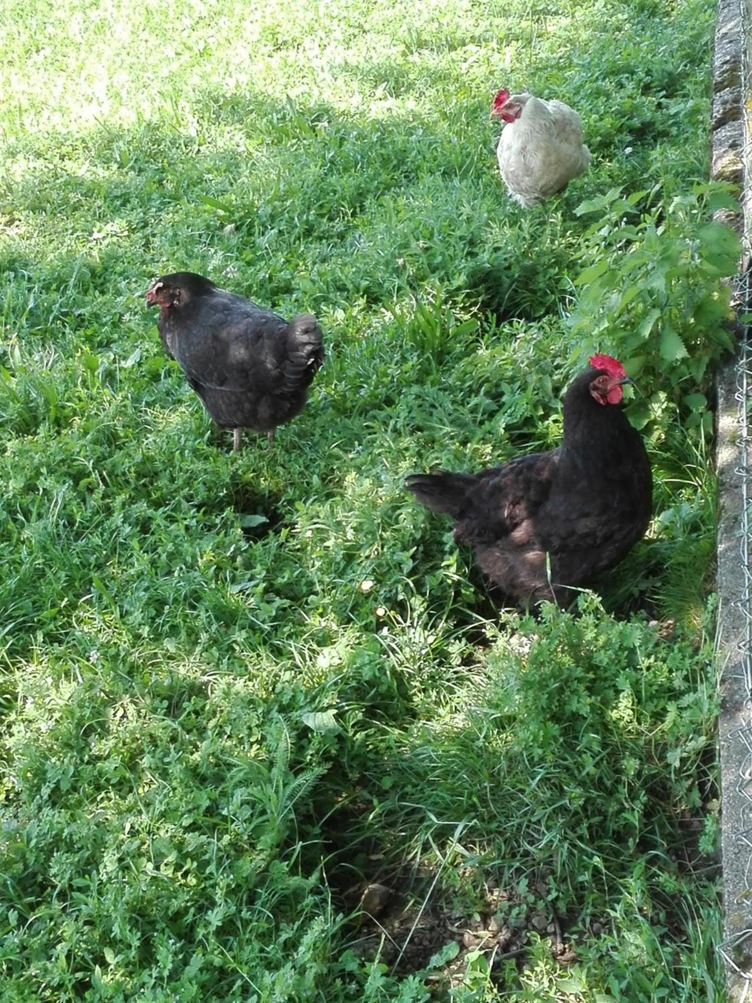 Farm stay Bauernhof-pension Puschnikhof *